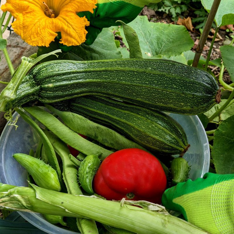 Food Growing Celebration Food Growing Celebration