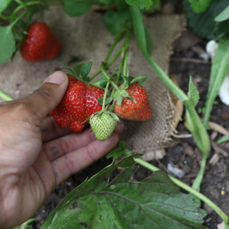 Community Growers Community Growers