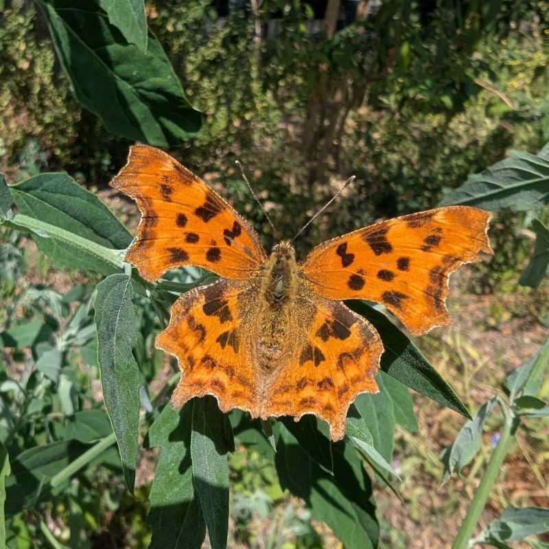 CCA Butterfly CCA Butterfly