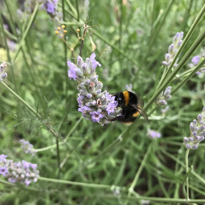 Lavendar & Bee Lavendar & Bee
